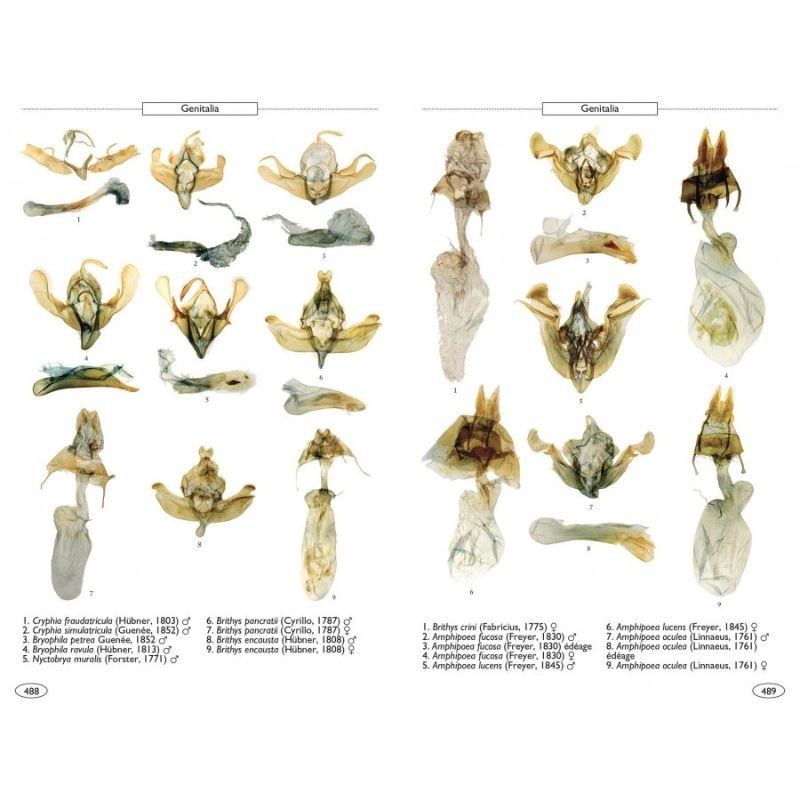 Papillons de nuit d'Europe - Volume 5 - Noctuelles 1