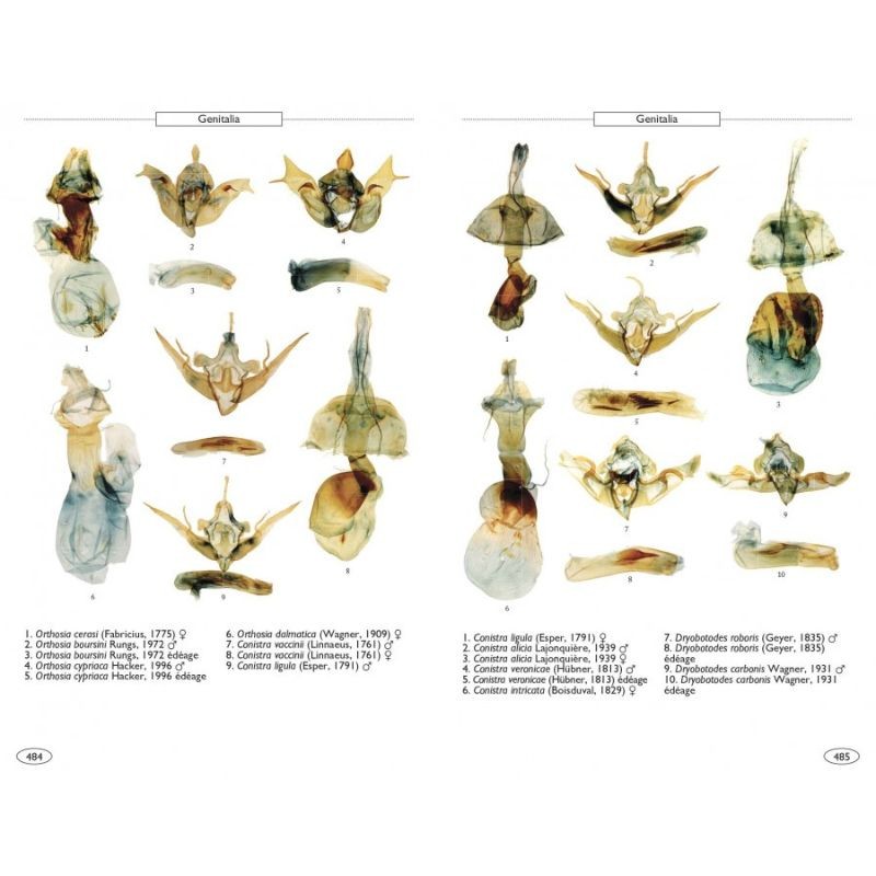 Papillons de nuit d'Europe - Volume 6 - Noctuelles 2
