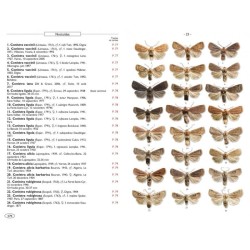 Papillons de nuit d'Europe - Volume 6 - Noctuelles 2