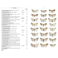 Papillons de nuit d'Europe - Volume 6 - Noctuelles 2