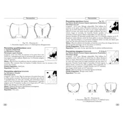 Coléoptères d'Europe, Carabes, Carabiques et Dytiques - Volume 1 - Adephaga