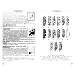 Coléoptères d'Europe, Carabes, Carabiques et Dytiques - Volume 1 - Adephaga