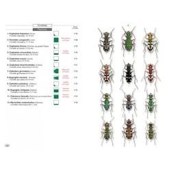 Coléoptères d'Europe, Carabes, Carabiques et Dytiques - Volume 1 - Adephaga