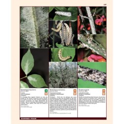Insectes ravageurs et maladies des arbres et arbustes d’Europe