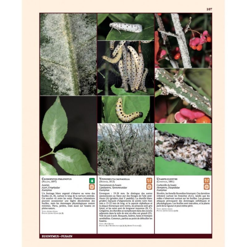 Insectes ravageurs et maladies des arbres et arbustes d’Europe