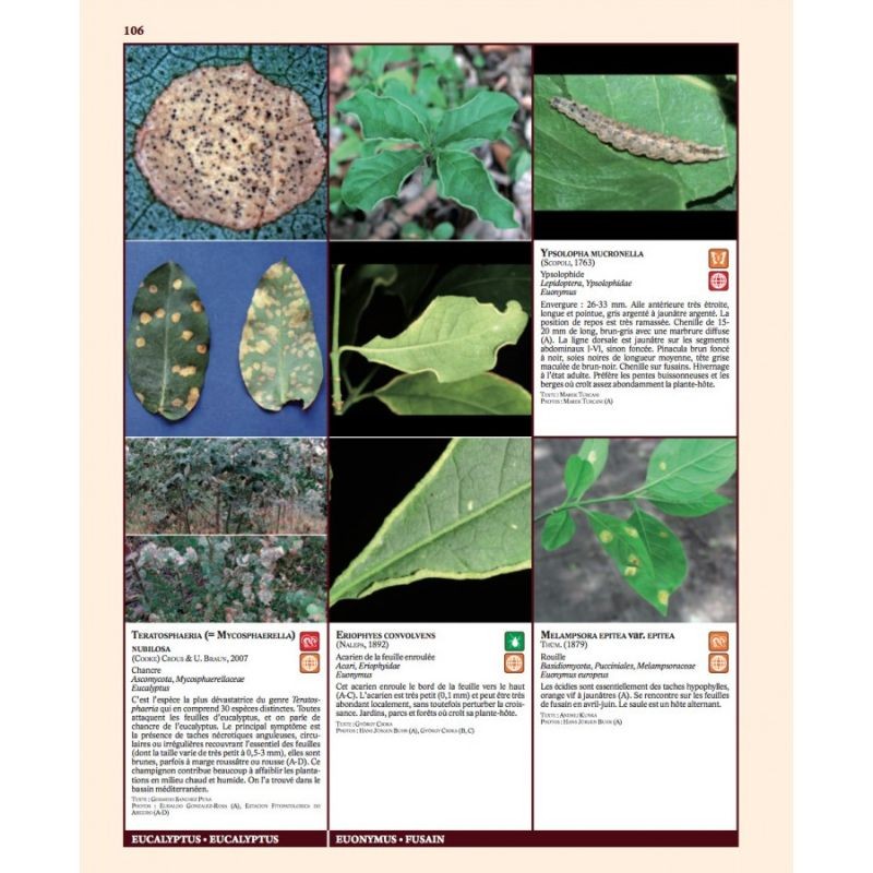 Insectes ravageurs et maladies des arbres et arbustes d’Europe