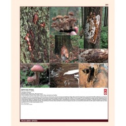 Insectes ravageurs et maladies des arbres et arbustes d’Europe