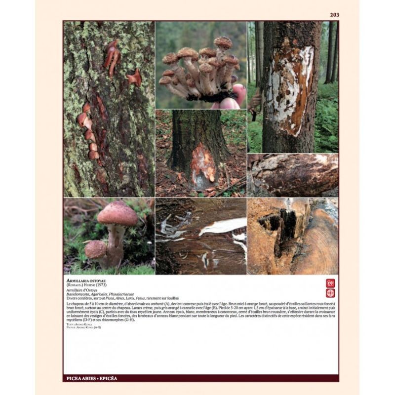 Insectes ravageurs et maladies des arbres et arbustes d’Europe