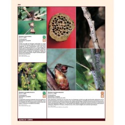 Insectes ravageurs et maladies des arbres et arbustes d’Europe