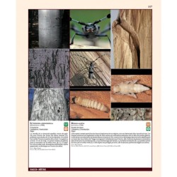 Insectes ravageurs et maladies des arbres et arbustes d’Europe