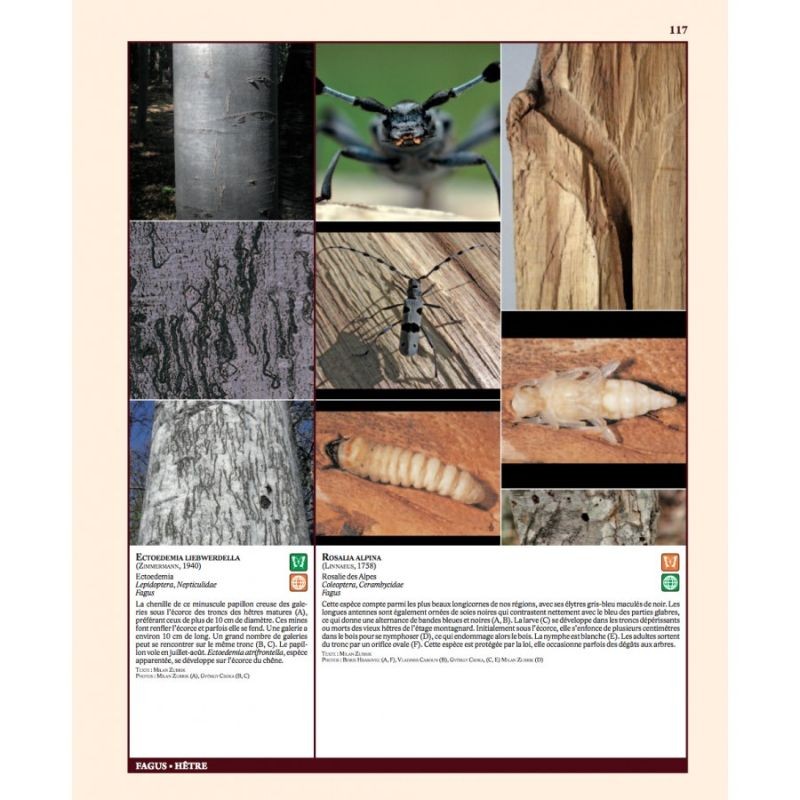 Insectes ravageurs et maladies des arbres et arbustes d’Europe