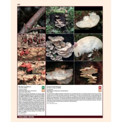 Insectes ravageurs et maladies des arbres et arbustes d’Europe