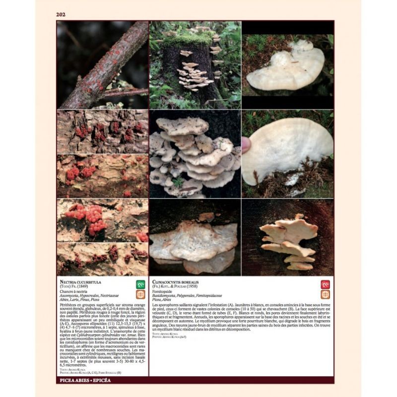 Insectes ravageurs et maladies des arbres et arbustes d’Europe