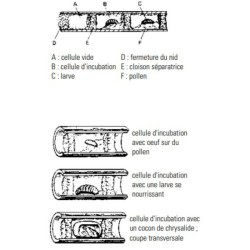 Gîte à insectes solitaires - Observatoire - Schwegler (373/7)