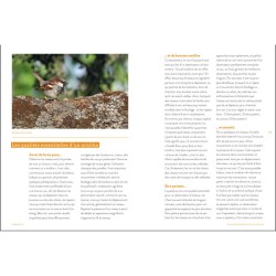 Devenir ornitho - Conseils, trucs et astuces d'un expert des oiseaux