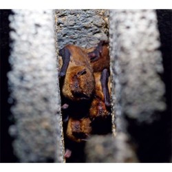 Gîte à chauves-souris grand habitacle pour petites espèces - Schwegler (3FS - 234/1)