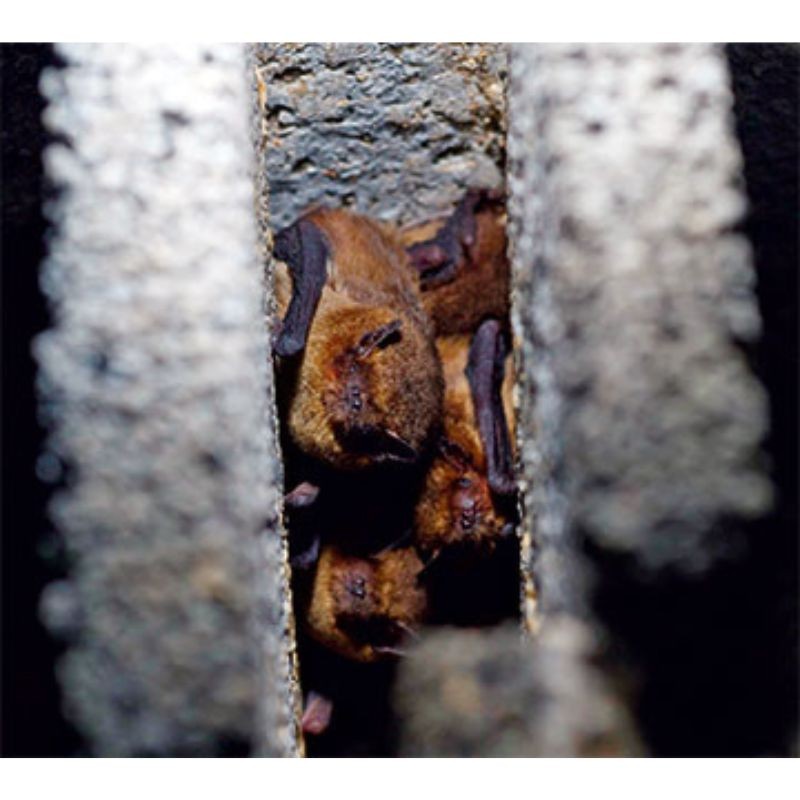 Gîte à chauves-souris grand habitacle pour petites espèces - Schwegler (3FS - 234/1)