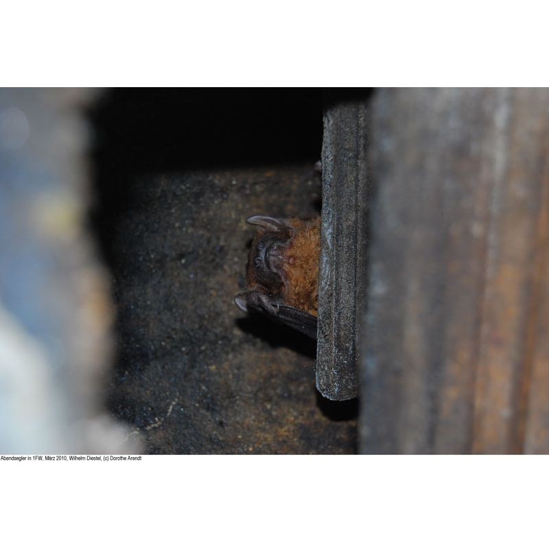 Gîte à chauve-souris d'hibernation - Schwegler (1FW - 137/5) Gîte à chauve-souris d'hibernation - Schwegler (1FW - 137/5)