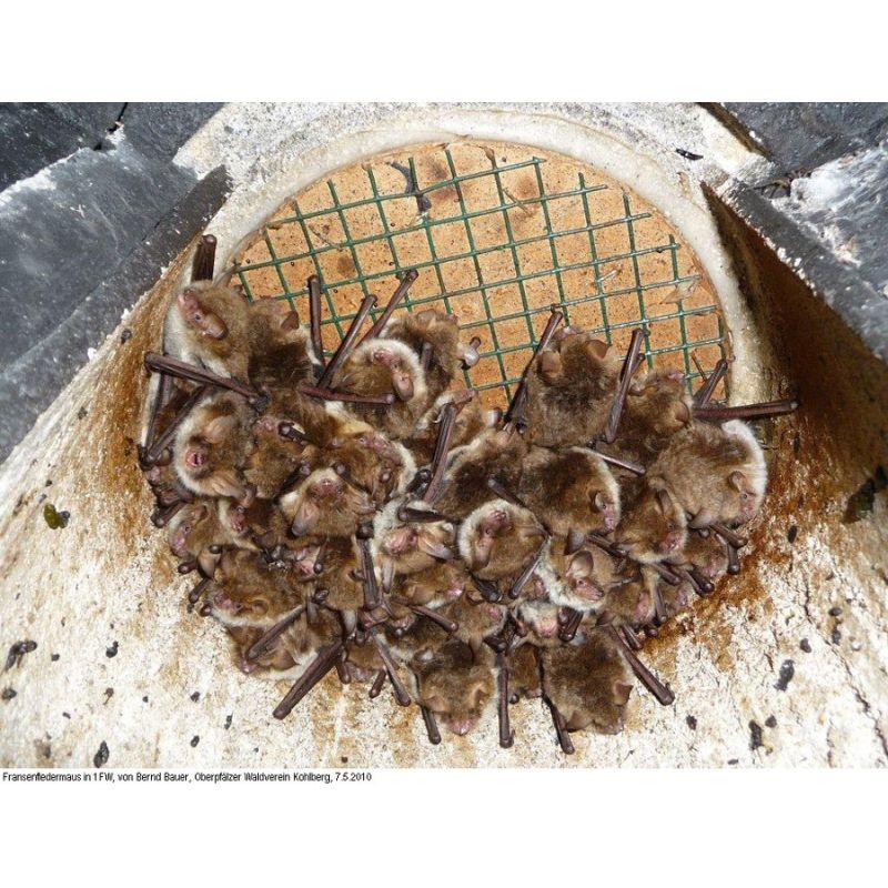 Gîte à chauve-souris d'hibernation - Schwegler (1FW - 137/5) Gîte à chauve-souris d'hibernation - Schwegler (1FW - 137/5)