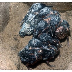 Tunnel pour martin pêcheur et hirondelle de rivage - Schwegler (640/0)