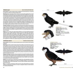 Birds of the Mesozoic - An Illustrated Field Guide