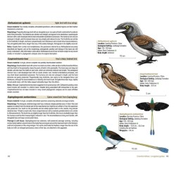 Birds of the Mesozoic - An Illustrated Field Guide