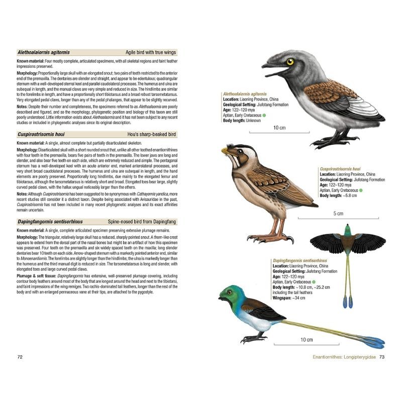 Birds of the Mesozoic - An Illustrated Field Guide