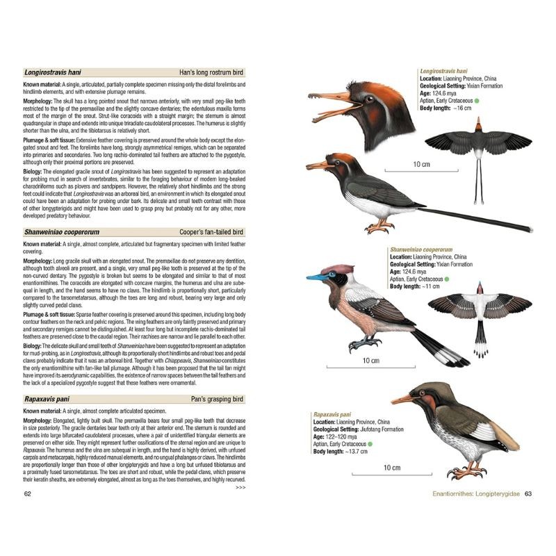 Birds of the Mesozoic - An Illustrated Field Guide