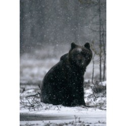 L’Ours Brun - Biologie et Histoire, des Pyrénées à l’Oural - 2ème édition