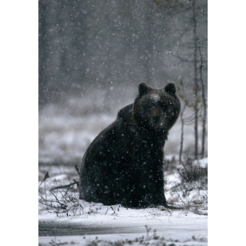 L’Ours Brun - Biologie et Histoire, des Pyrénées à l’Oural - 2ème édition
