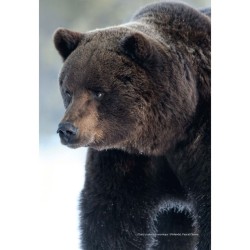 L’Ours Brun - Biologie et Histoire, des Pyrénées à l’Oural - 2ème édition