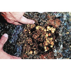 Ruche à bourdons - Schwegler (350/8)