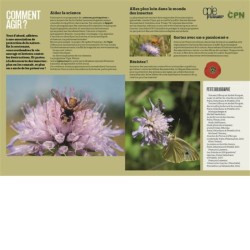 Les insectes en bord de chemin Les insectes en bord de chemin
