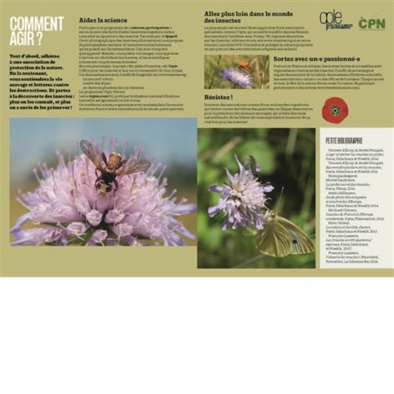 Les insectes en bord de chemin