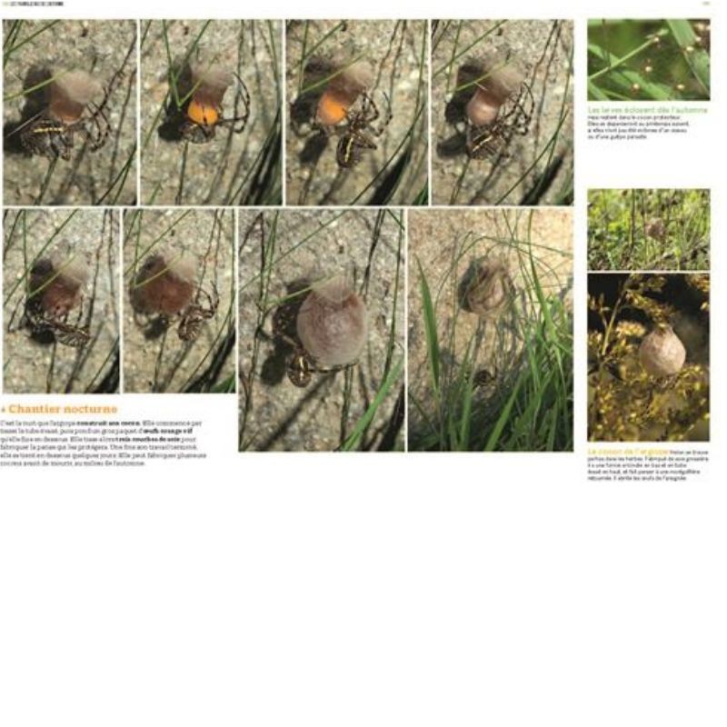 Les insectes en bord de chemin