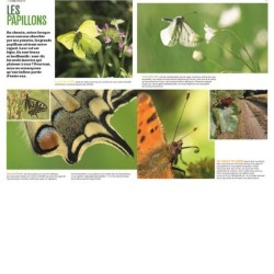 Les insectes en bord de chemin Les insectes en bord de chemin