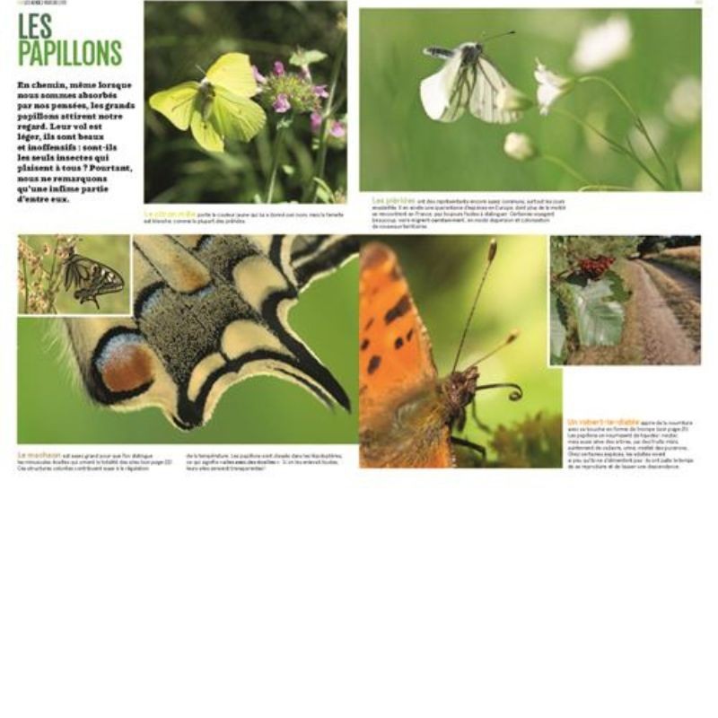 Les insectes en bord de chemin