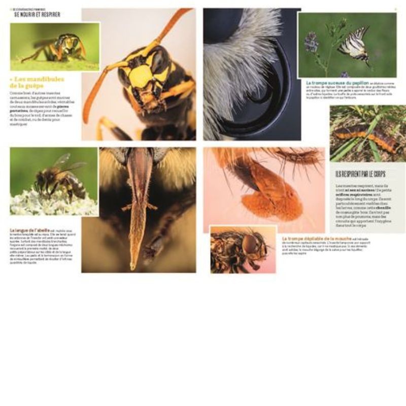 Les insectes en bord de chemin