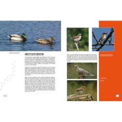 Ma petite encyclo des oiseaux Ma petite encyclo des oiseaux