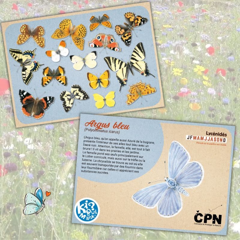 Kiquimank ? Papillons