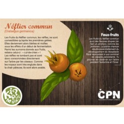 Kiquimank ? Fruits charnus de la Haie