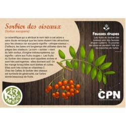 Kiquimank ? Fruits charnus de la Haie