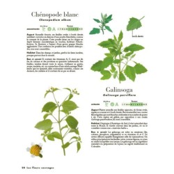 Le petit guide des explorateurs de la nature - plus de 280 espèces à découvrir