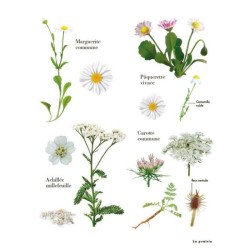 Le petit guide des explorateurs de la nature - plus de 280 espèces à découvrir