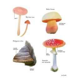 Le petit guide des explorateurs de la nature - plus de 280 espèces à découvrir