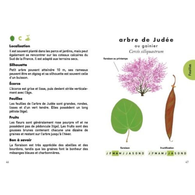 Le petit guide des arbres - 70 espèces à découvrir