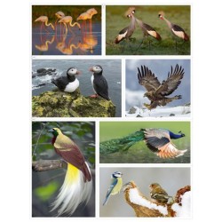 Les oiseaux - La grande imagerie