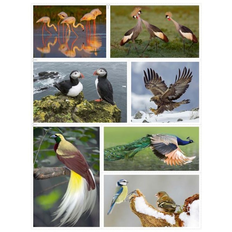 Les oiseaux - La grande imagerie