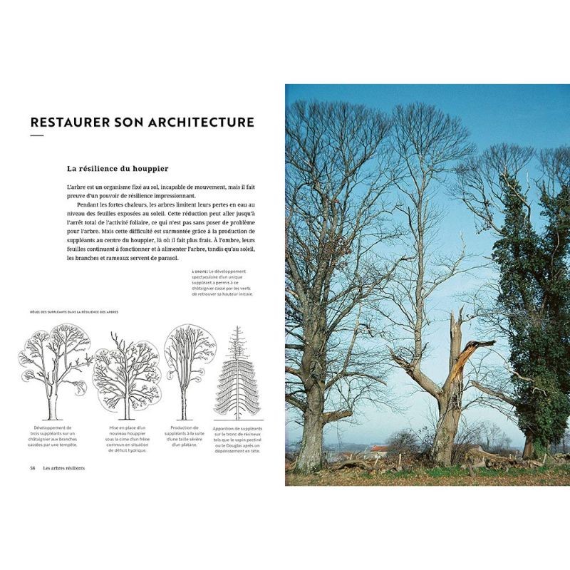 Face aux Arbres - Apprendre à les observer pour les comprendre