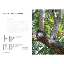 Face aux Arbres - Apprendre à les observer pour les comprendre